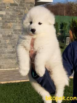 ÇOCUK DOSTU SAMOYED YAVRULARI 5
