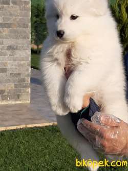 ÇOCUK DOSTU SAMOYED YAVRULARI 4