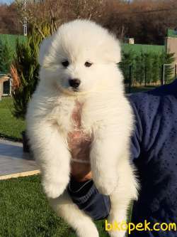 ÇOCUK DOSTU SAMOYED YAVRULARI 3