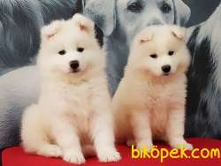 ÇOCUK DOSTU  SAMOYED YAVRULARI 1