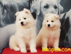 ÇOCUK DOSTU  SAMOYED YAVRULARI 2