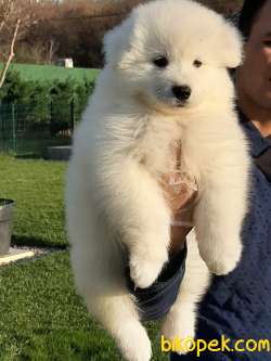 ÇOCUK DOSTU SAMOYED YAVRULARI 4