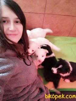 Çocuk Dostu Zeka Küpü Border Collie Yavrularımız 1