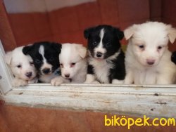 Çocuk Dostu Zeka Küpü Border Collie Yavrularımız 4