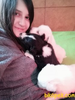 Çocuk Dostu Zeka Küpü Border Collie Yavrularımız 3