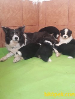 Çocuk Dostu Zeka Küpü Border Collie Yavrularımız 3