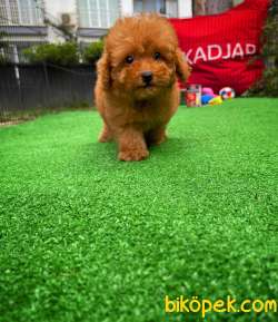Cocuklarla Anlasabılen En Iyı Irk Toy Poodle Yavrusu 4