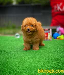 Cocuklarla Anlasabılen En Iyı Irk Toy Poodle Yavrusu 1