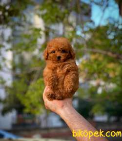 Cocuklarla Anlasabılen En Iyı Irk Toy Poodle Yavrusu 2