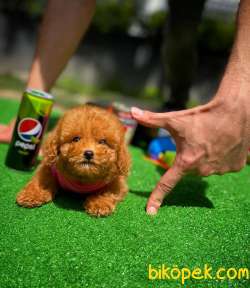 Cocuklarla Anlasabılen En Iyı Irk Toy Poodle Yavrusu 3