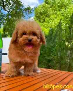Cocuklarla Anlasabılen En Iyı Irk Toy Poodle Yavrusu 3