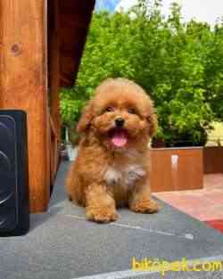 Cocuklarla Anlasabılen En Iyı Irk Toy Poodle Yavrusu 1