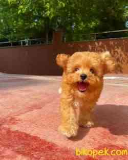 Cocuklarla Anlasabılen En Iyı Irk Toy Poodle Yavrusu 2