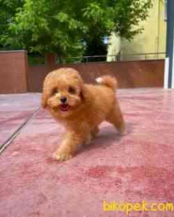 Cocuklarla Anlasabılen En Iyı Irk Toy Poodle Yavrusu 4