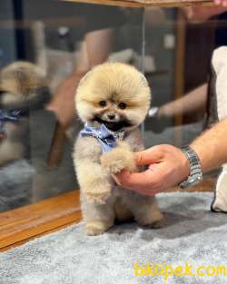 Çocuklarla Anlaşabilen Irk Pomeranian Boo 4
