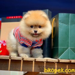 Çocuklarla Iyi Anlaşabilen Tedybear Pomeranian 3