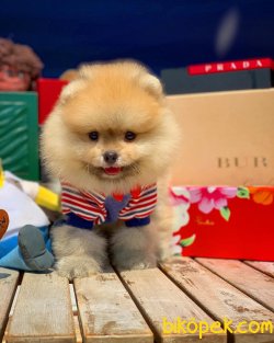 Çocuklarla Iyi Anlaşabilen Tedybear Pomeranian 4