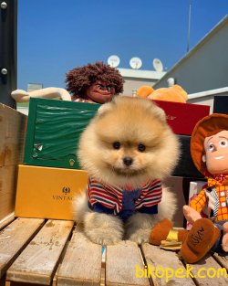 Çocuklarla Iyi Anlaşabilen Tedybear Pomeranian 5