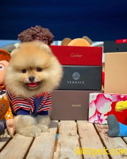 Çocuklarla Iyi Anlaşabilen Tedybear Pomeranian 1