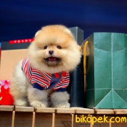 Çocuklarla Iyi Anlaşabilen Tedybear Pomeranian 2
