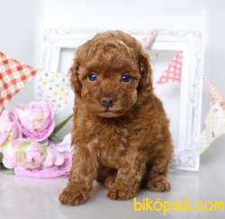 Çocuklarla Uyumlu Red Brown Toy Poodle Yavrularimiz 4