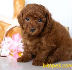 Çocuklarla Uyumlu Red Brown Toy Poodle Yavrularimiz 2