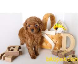 Çocuklarla Uyumlu Red Brown Toy Poodle Yavrularimiz 3