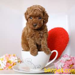 Çocuklarla Uyumlu Red Brown Toy Poodle Yavrularimiz 1