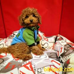 Çocuklarla Uyumlu Red Brown Toy Poodle Yavrularimiz 3