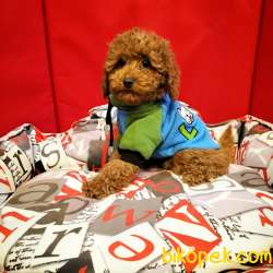 Çocuklarla Uyumlu Red Brown Toy Poodle Yavrularimiz 2