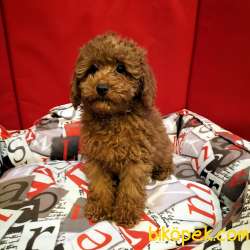 Çocuklarla Uyumlu Red Brown Toy Poodle Yavrularimiz 1