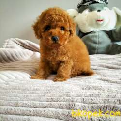 Çocuklarla Uyumlu Red Brown Toy Poodle Yavrularimiz 5