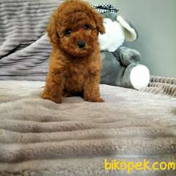 Çocuklarla Uyumlu Red Brown Toy Poodle Yavrularimiz 3