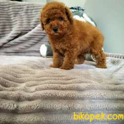 Çocuklarla Uyumlu Red Brown Toy Poodle Yavrularimiz 4