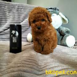 Çocuklarla Uyumlu Red Brown Toy Poodle Yavrularimiz 1