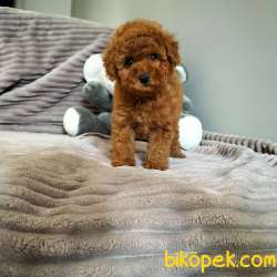 Çocuklarla Uyumlu Red Brown Toy Poodle Yavrularimiz 2