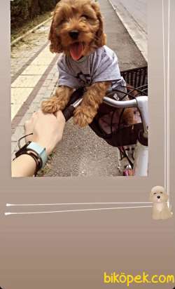 Çok Akıllı Erkek Poodle Yavrumuz 2