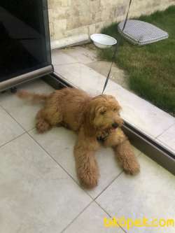 Çok Akıllı Erkek Poodle Yavrumuz 3