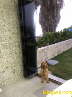 Çok Akıllı Erkek Poodle Yavrumuz 1