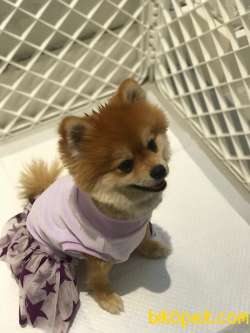 Çok Akıllı Teady Bear Pomeranian Boo Kızımız 4