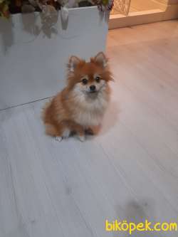 Çok Akıllı Teady Bear Pomeranian Boo Kızımız 1