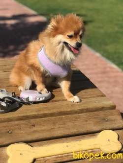 Çok Akıllı Teady Bear Pomeranian Boo Kızımız 3