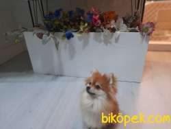 Çok Akıllı Teady Bear Pomeranian Boo Kızımız 2
