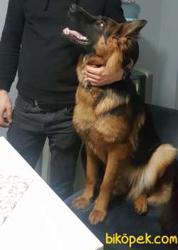 Çok Değerli Alman Kurdu Yavruları 4