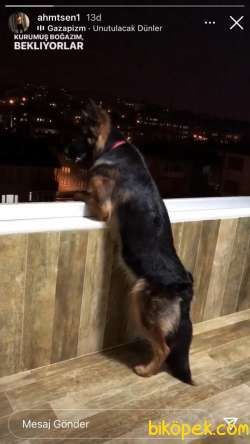 Çok Değerli Alman Kurdu Yavruları 5