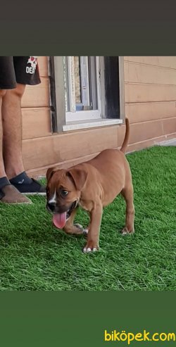 Çok Güzel Boxer Yavruları 2