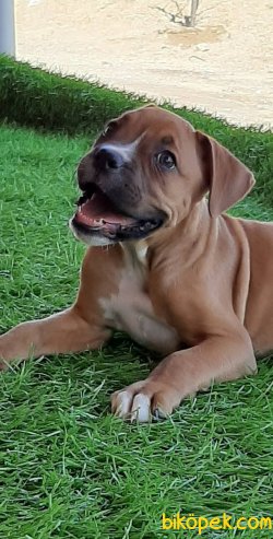 Çok Güzel Boxer Yavruları 3