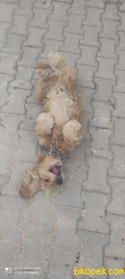 Çok Güzel İngiliz Cocker 3