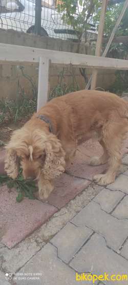 Çok Güzel İngiliz Cocker 1