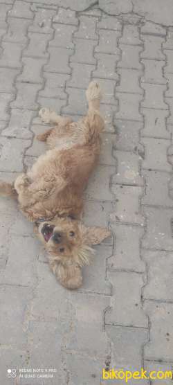 Çok Güzel İngiliz Cocker 4